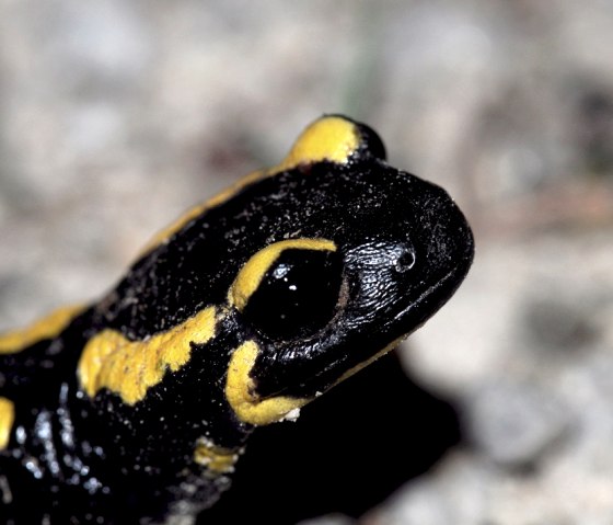 Feuersalamander, © Biologische Station Kreis Düren