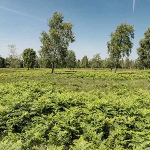 Blick in die Struffelt Heide, © Eifel Tourismus GmbH/D. Ketz