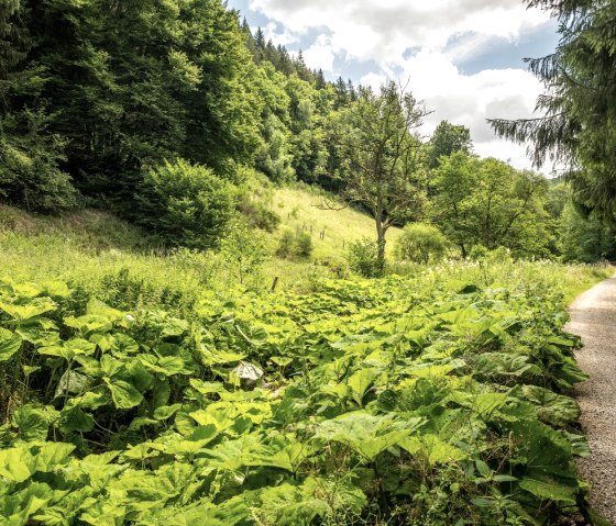 Tiefenbachtal, © Eifel Tourismus GmbH