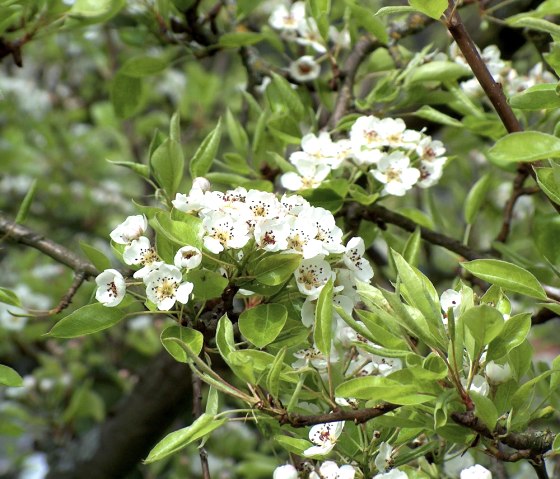 Woffelsbacher Obstwiesen, © StädteRegion Aachen