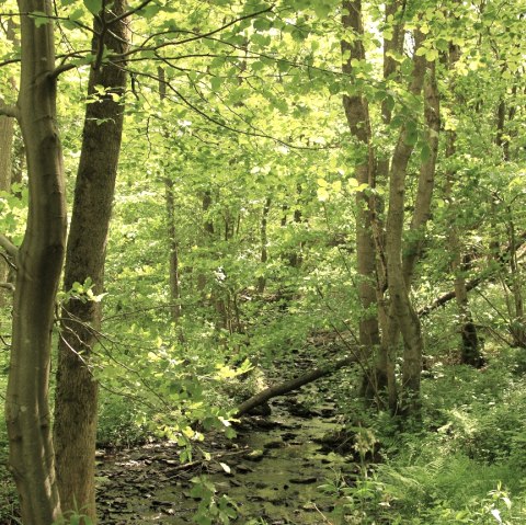 Riffelsbach-Runde, © StädteRegion Aachen