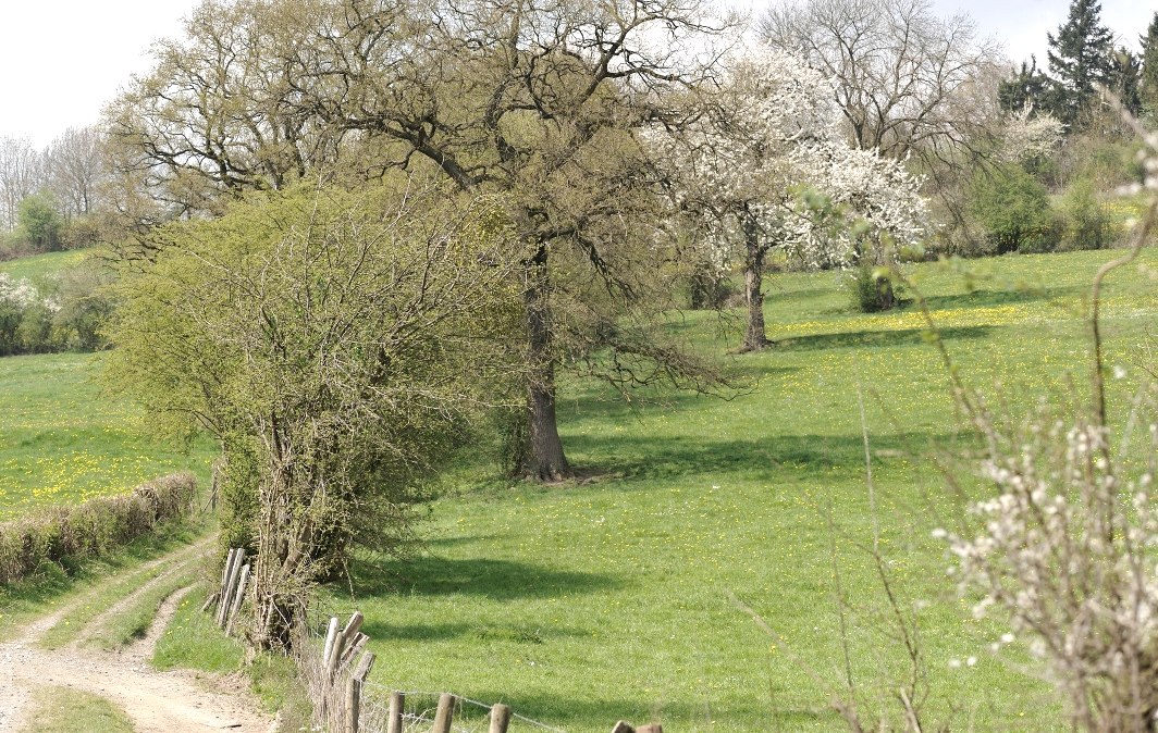 Im Herzen der leuchtenden Hecken, © Tourismusagentur Ostbelgien