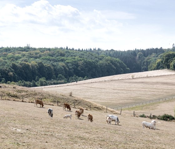 Weiden am Waldrand, © Eifel Tourismus GmbH