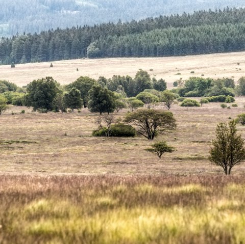 Vennlandschaft, © vennbahn.eu