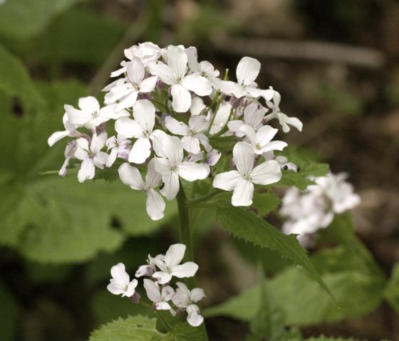 Die Mondviole Lunaria rediviva wächst in feuchten Laubwäldern., © Nationalparkverwaltung Eifel