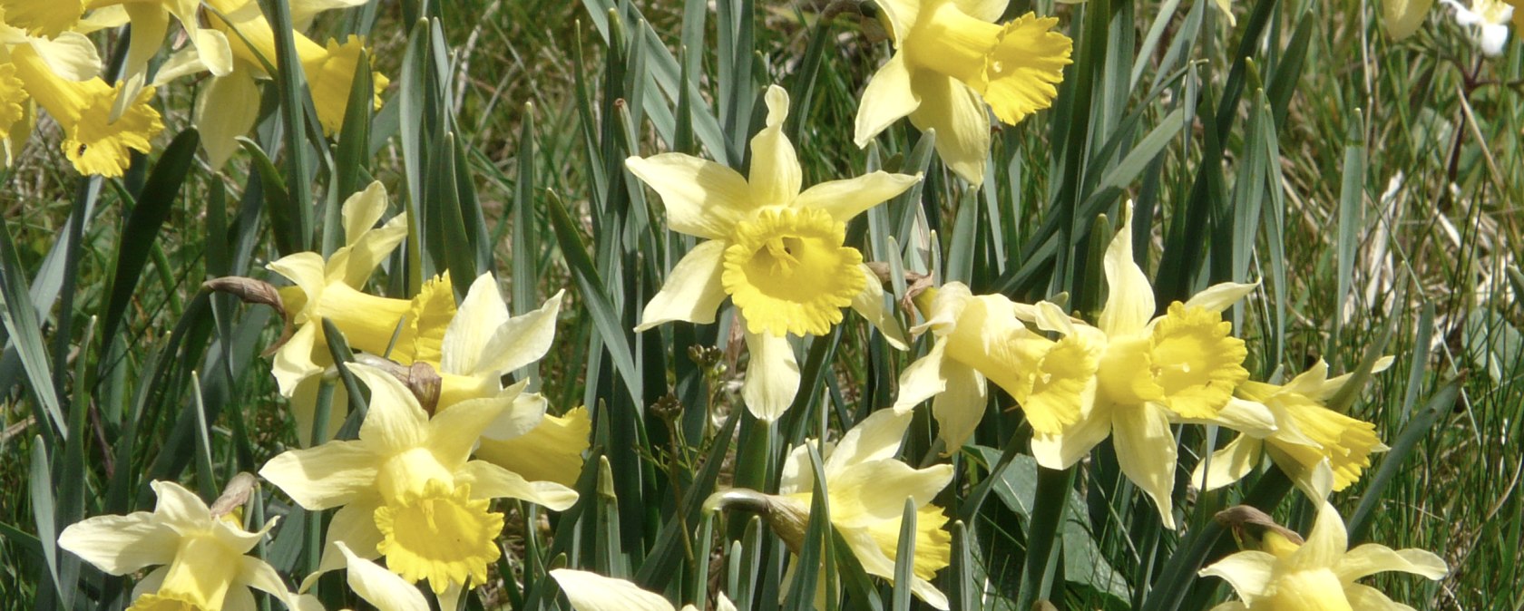 Daffodils in the Perlenbach valley, © Monschau-Touristik