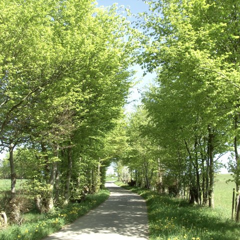 Monschau hedgerow landscape, © Günther Scheid
