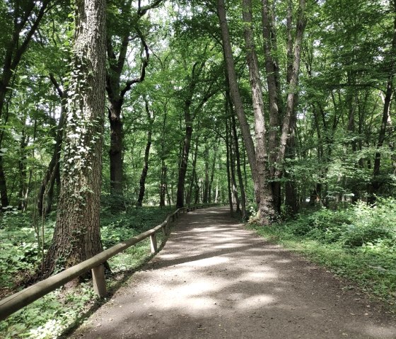 Wald von Schloss Burgau, © Kreis Düren