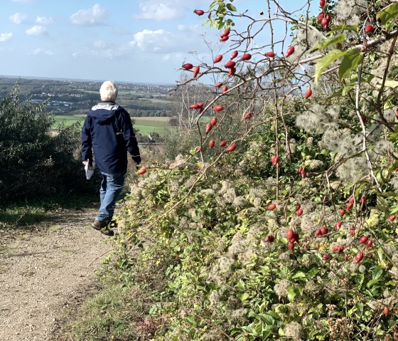 Gipfelspaziergang auf der Halde Adolf, © StädteRegion Aachen