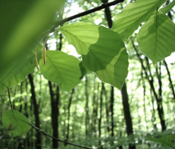The destination in the Eifel National Park: deciduous forests, e.g. with copper beeches., © Biologische Station StädteRegion Aachen e.V.
