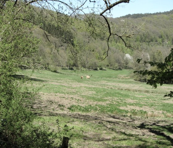 Eifel meadow landscape, © StädteRegion Aachen