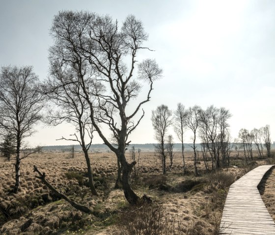 Steg im Hohen Venn, © StädteRegion Aachen