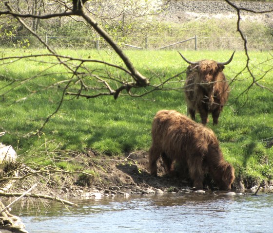 Hochlandrinder am RurUfer, © StädteRegion Aachen