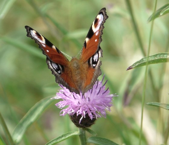 Schmetterling im Fuhrtsbachtal, © Bernd Lälufer