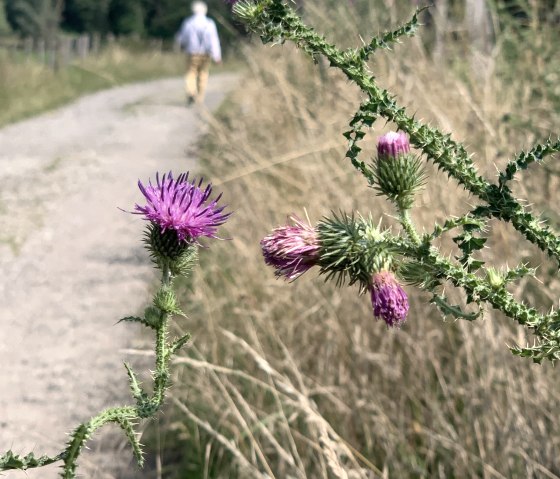 Wanderweg bei Scherberg, © StädteRegion Aachen