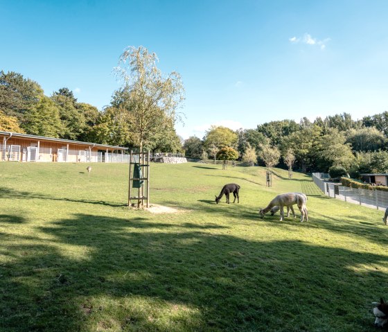 Aachener Tierpark (Euregiozoo), © Städteregion Aachen