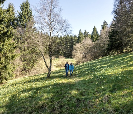 Narzissen, © Eifel Tourismus GmbH, Dominik Ketz