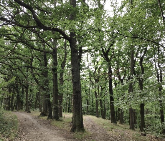 Forest of Burgau Castle, © Kreis Düren