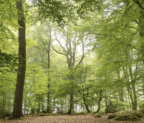 Aachener Wald, © Grünmetropole e.V.