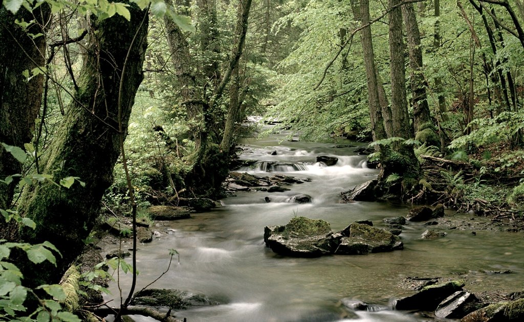 Der Wüstebach im Nationalpark Eifel., © Nationalparkverwaltung Eifel