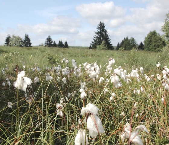 Wollgrasblüte im Juni - Hohes Venn, © Tourismusagentur Ostbelgien