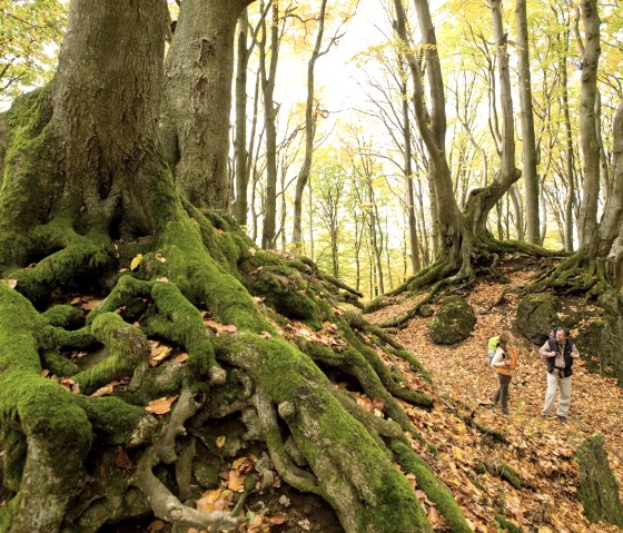 An autumnal beech forest with moss-covered roots and two hikers on a leafy path along the Eifelsteig., © Rheinland-Pfalz Tourismus, D. Ketz