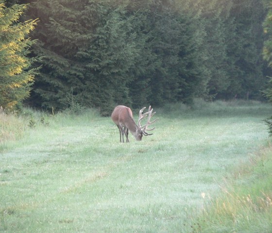 Hirsch im Osthertogenwald, © Roger Herman