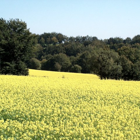 flowering meadows along the path, © StädteRegion Aachen