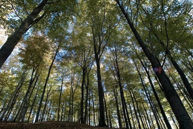 Nationalpark Eifel, © A. Simantke