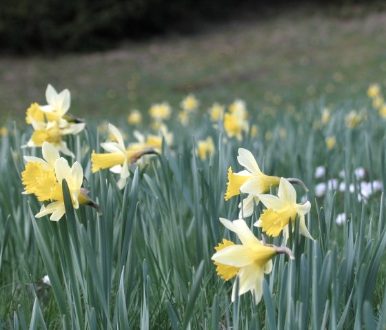 Narzissenblüte im Frühjahr, © M. Wetzel