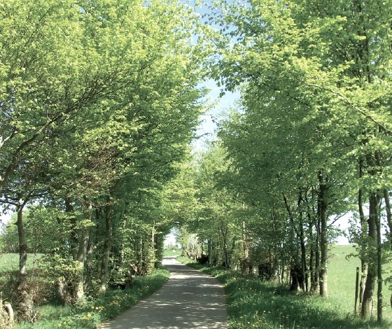 Eicherscheider Heckenlandschaft, © eifel.info