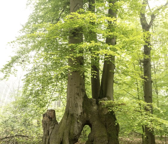 Aachener Landgraben (Grenzübergang Köpfchen), © Grünmetropole e.V.