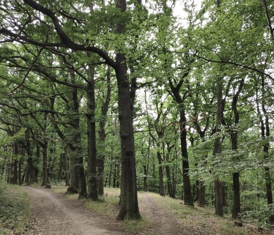 Wald von Schloss Burgau, © Kreis Düren