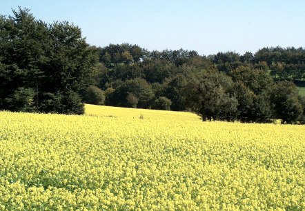 blühende Wiesen entlang des Weges, © StädteRegion Aachen