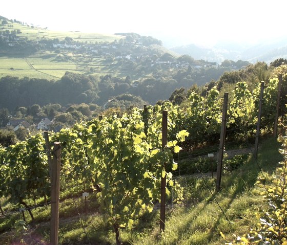 Weinberg Richardsley, © Rursee-Touristik