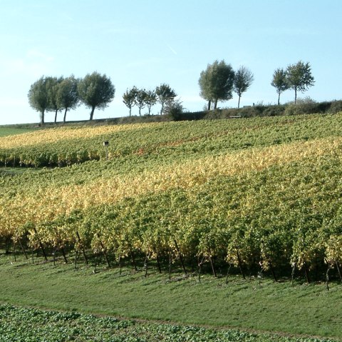 Wijngoed Fromberg, © Visit Zuid Limburg