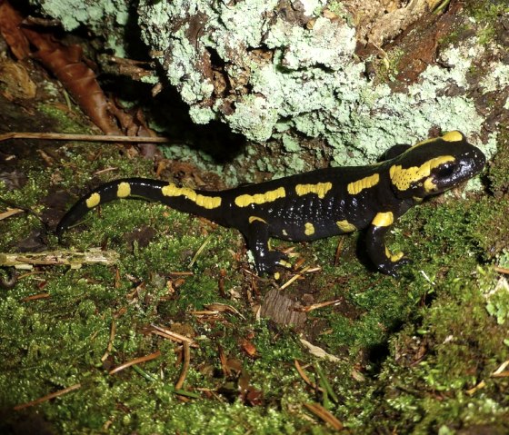 Fire salamanders live in deciduous forests, their larvae in small streams., © Biologische Station Kreis Düren e.V.
