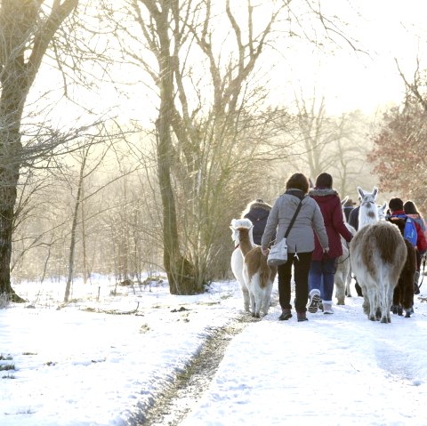 Wanderung mit den Lamas, © Loni Liebermann