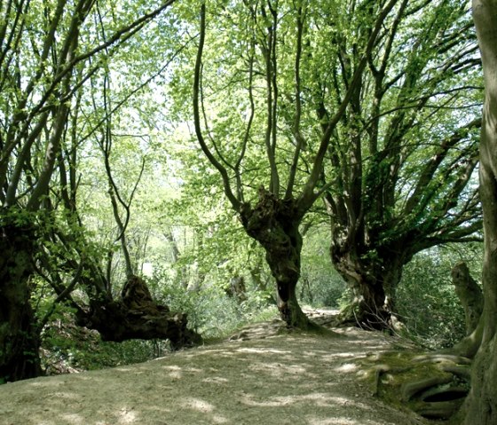 Harfenbuchen auf dem Landgraben, © Andrea Borowski