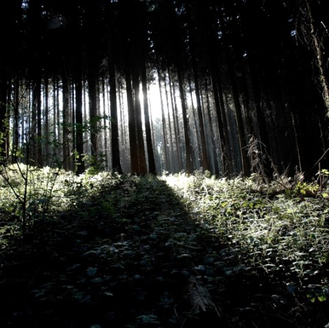 Aachener Wald, © Andrea Borowski