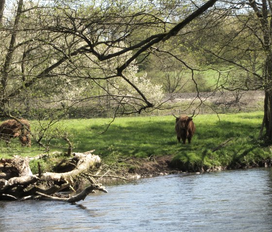 Highland cattle on the banks of the Rur, © StädteRegion Aachen