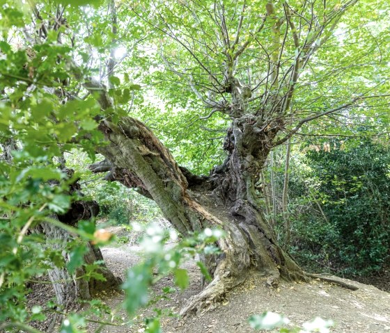 Alte Buchen am Aachener Landgraben, © Eifel Tourismus GmbH
