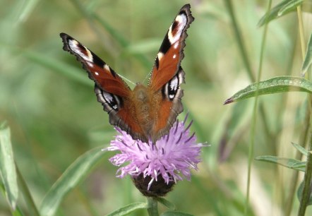 Blumenpracht im Fuhrtsbachtal, © Bernd Läufer