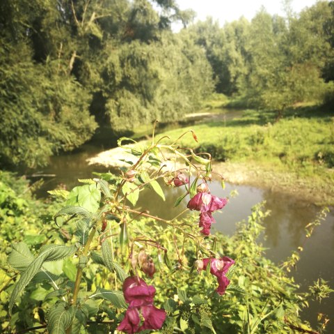 Wurm, © NaturFreunde NRW