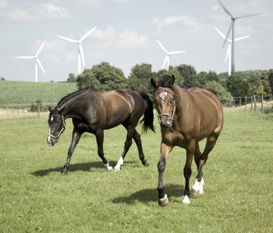 Pferde mit Windrädern in Orsbach, © Andrea Borowski