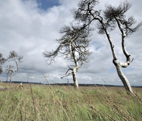 Noir Flohay Signal de Botrange, © Tourismusagentur Ostbelgien