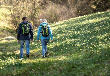 Wanderer bei den Narzissenwiesen, © Eifel Tourismus GmbH, Dominik Ketz