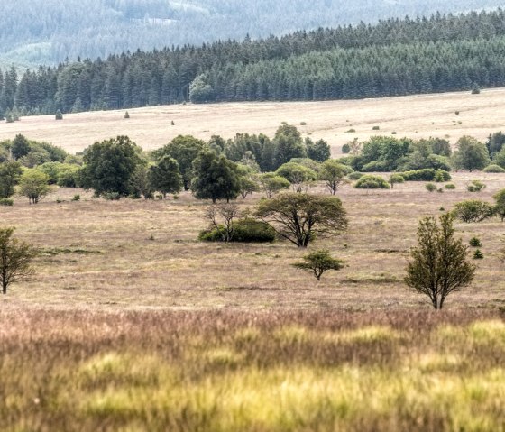 Hohes Venn, © vennbahn.eu