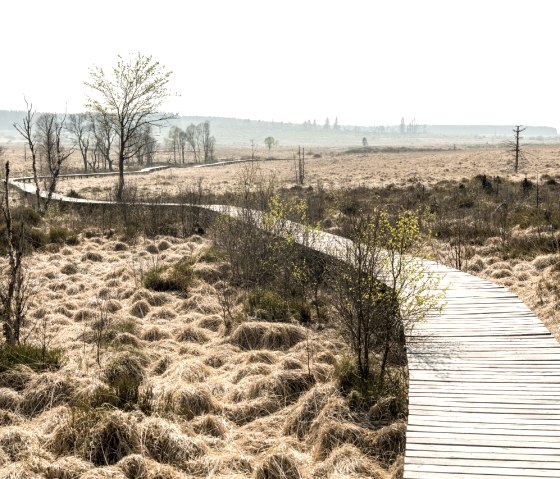 Steg im Hohen Venn, © StädteRegion Aachen