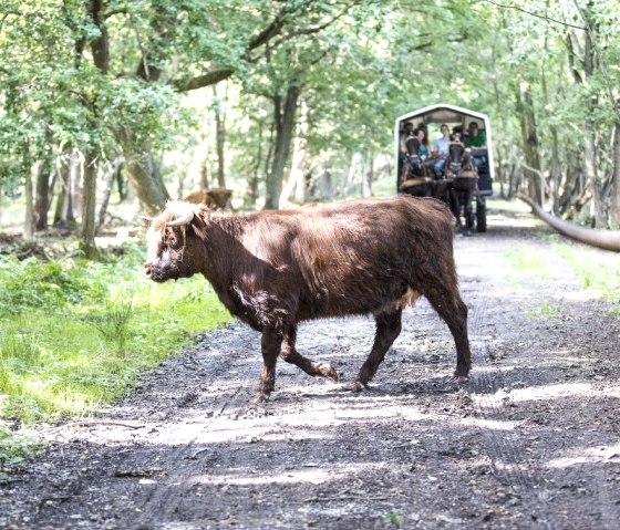 Groenroute, © Visit Zuid Limburg